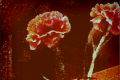 IMG_0505_lzn.pola.png